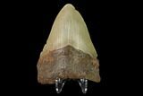 Fossil Megalodon Tooth - North Carolina #147782-2